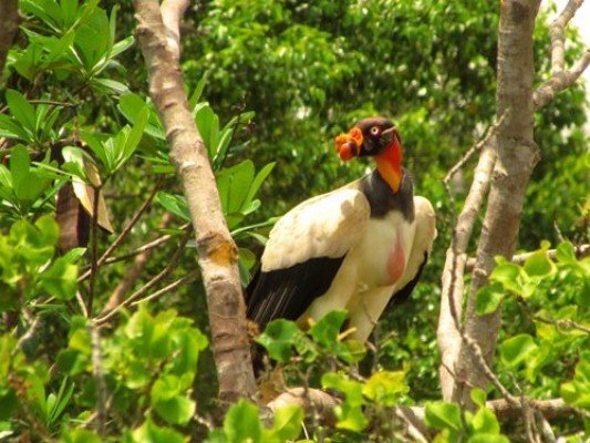 urubureibsc-redenewsonline800