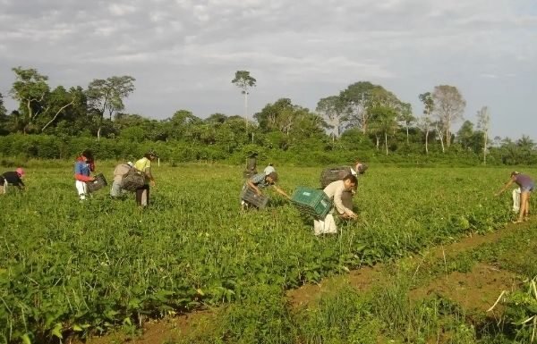 Agricultura Familiar contará com R$ 500bi para fundo garantidor