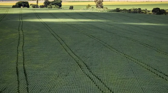 Com área equivalente ao Paraguai, plantio de soja ocupa 14% do território agropecuário