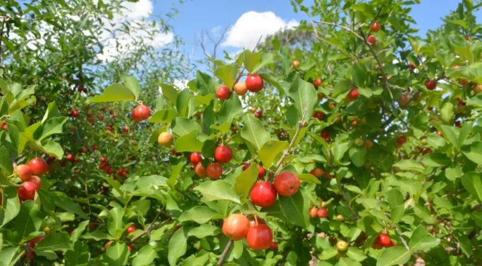 Jornal A Tarde destaca Nova Soure e Itaberaba entre produtores de frutas regionais