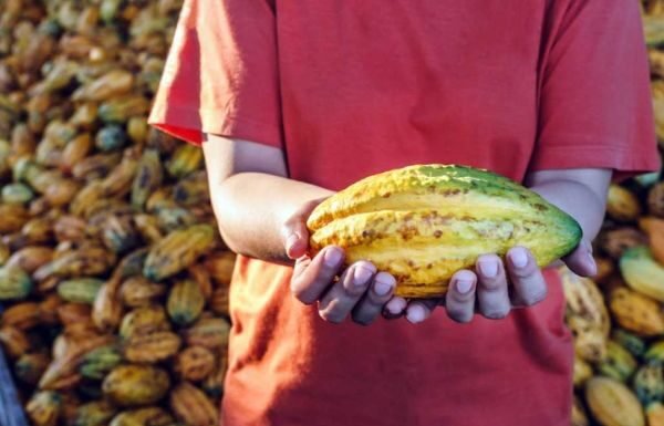 Bahia aumenta valor e volume em exportação de cacau