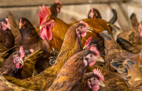China suspende compra de frango brasileiro por 60 dias após caso de gripe aviária, diz ministro