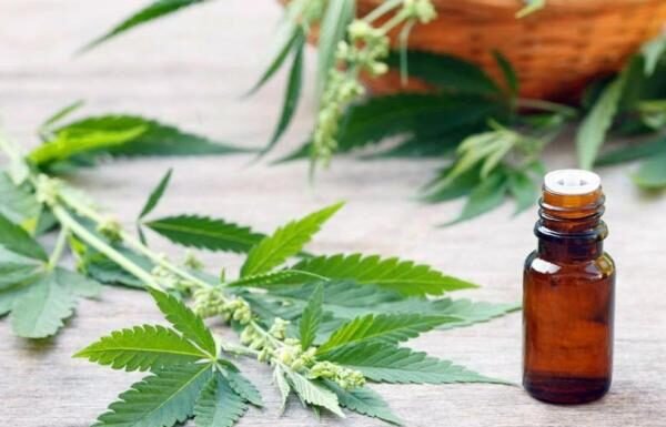 Governo apresenta projeto para regulamentar uso medicinal da cannabis até setembro; entenda