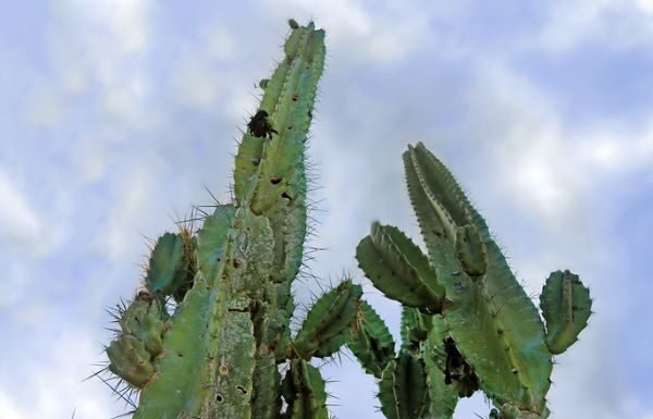 Com foco na resiliência climática, governo lança o Projeto Sertão Vivo no Semiárido