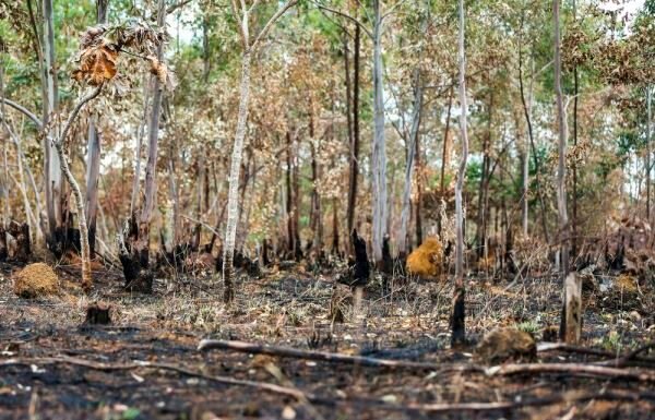 Amazônia registra alta de 92% no desmatamento em maio; queimadas são principais responsáveis