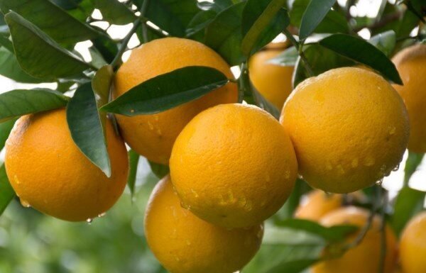 Tarifaço dos EUA pressiona preços de carne, café e laranja no atacado brasileiro