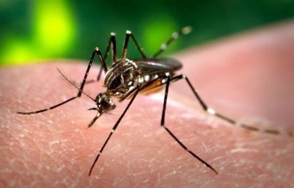 OMS alerta para risco global de nova epidemia de Chikungunya