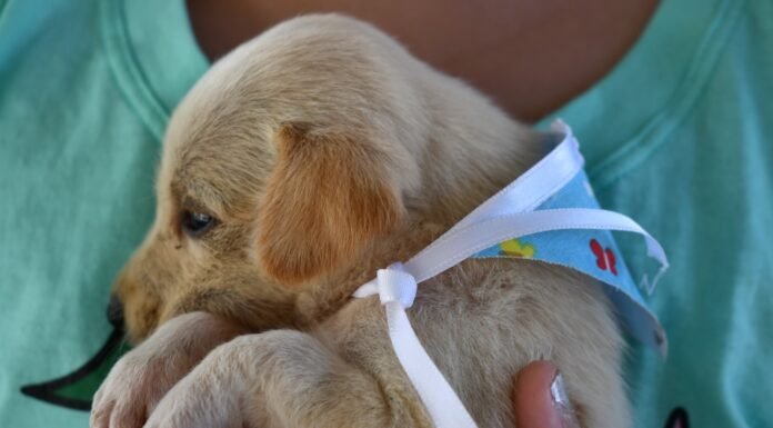 Cães e gatos: Alagoinhas fortalece a cultura da adoção responsável
