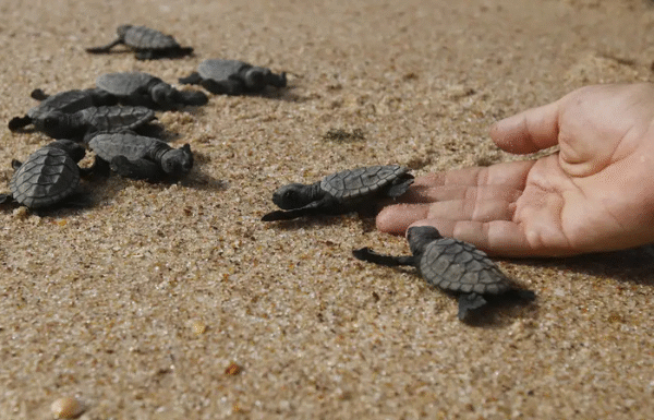 Deputado propõe incluir Educação Ambiental no currículo das escolas da Bahia