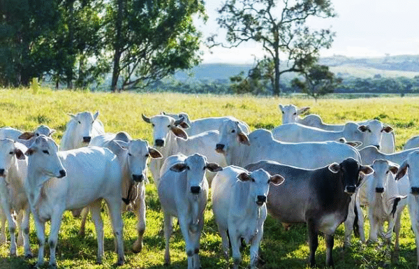 Bahia chega a 13,7 milhões de cabeças de gado e bate recorde histórico