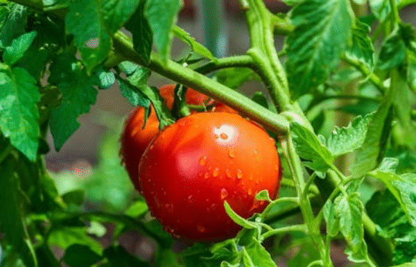 Bahia sedia Cúpula Global pela Transição Agrícola Justa em outubro