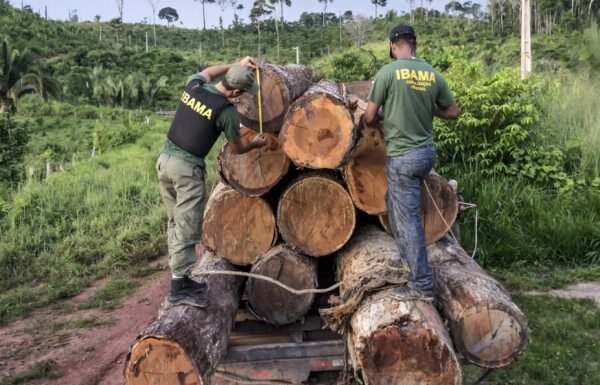 62% da exploração madeireira na Amazônia é feita de forma ilegal, diz pesquisa