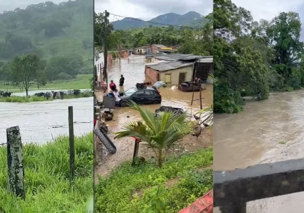 alagamento-pau-brasil-reproducao