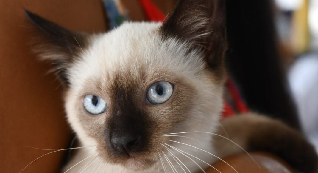 Alagoinhas promove primeira Feira de Adoção de Animais de 2026 neste sábado (21)