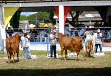Com julgamentos ranqueados, Sealba Alagoinhas amplia o protagonismo da agropecuária nordestina