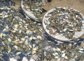 Morte de peixes e mariscos volta a ser registrada em São Tomé de Paripe