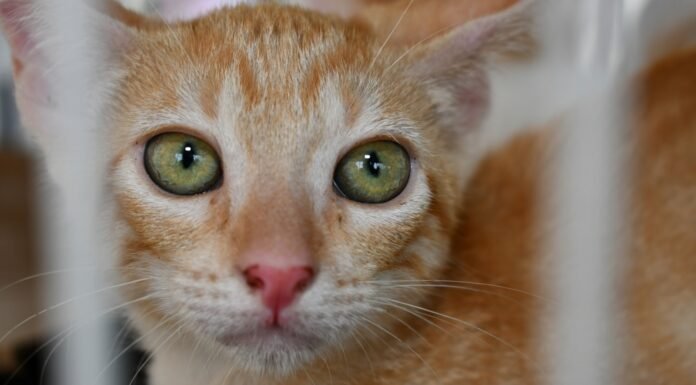 Abril Laranja: Alagoinhas lança cronograma de conscientização contra maus-tratos aos animais