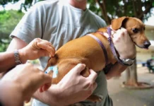 Colesterol alto em cães e gatos pode revelar doenças ocultas