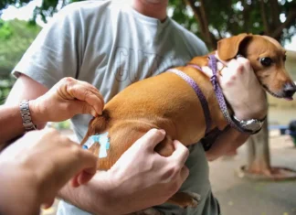 Colesterol alto em cães e gatos pode revelar doenças ocultas